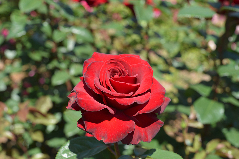 image0542