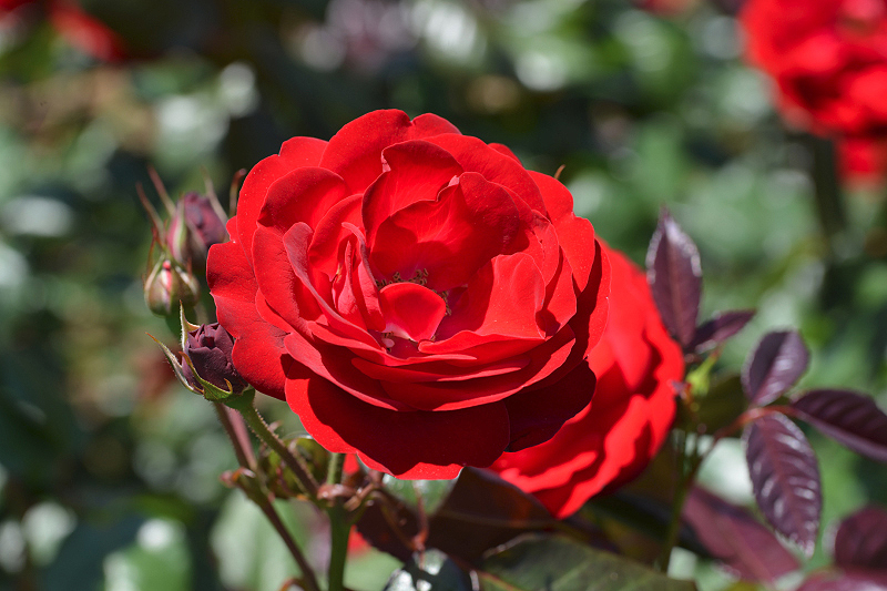 image0544
