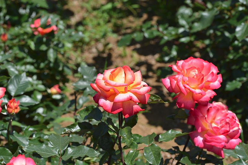 image0547
