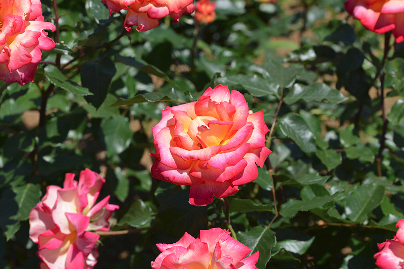 image0548