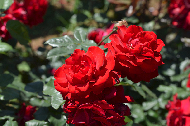 image0552