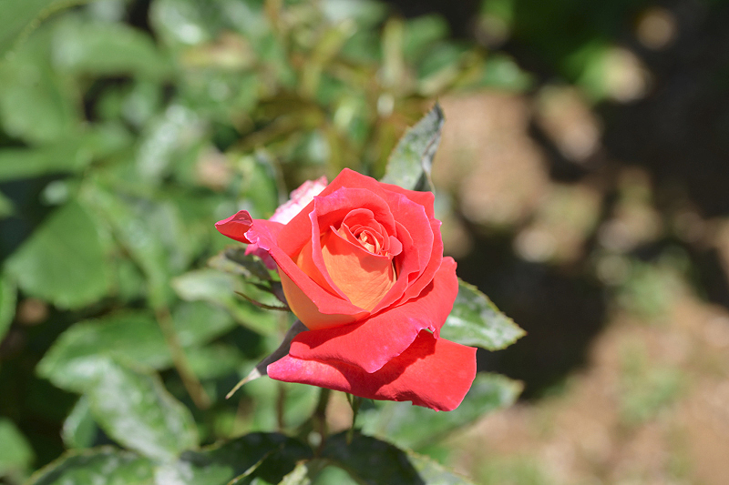 image0553