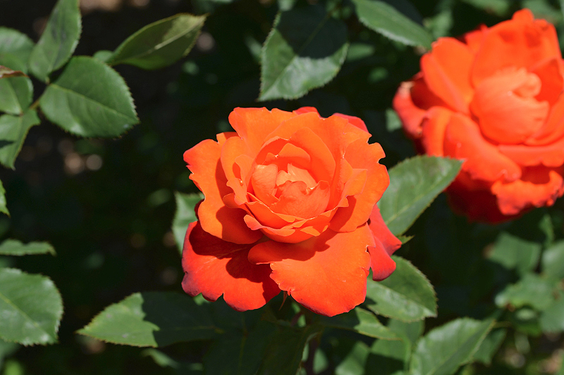 image0555
