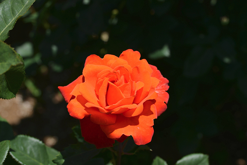 image0556