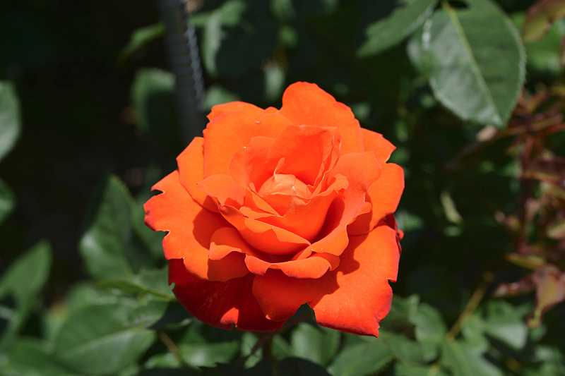 image0558