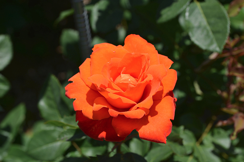 image0559