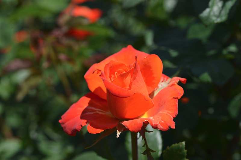 image0560