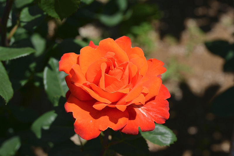 image0562