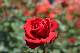 image0483