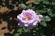 image0485