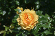 image0488