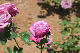 image0490