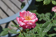 image0491