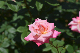 image0492