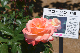 image0493
