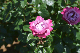 image0494