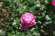 image0495