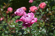 image0496