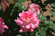 image0499