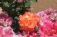 image0502