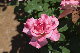 image0504