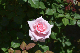 image0508