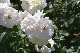 image0509