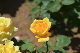 image0511