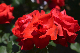 image0515