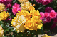image0517