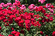 image0519