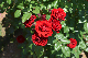 image0524