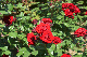 image0526