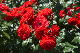 image0528