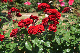 image0530