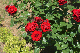 image0534
