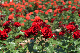 image0535