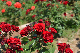 image0538