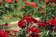 image0539