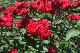 image0541