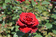 image0542
