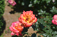 image0546