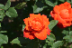 image0555