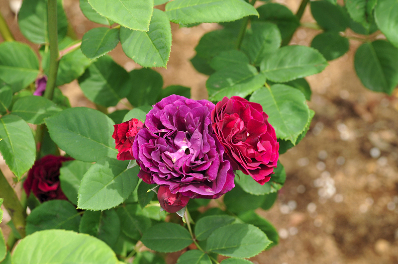 image0134