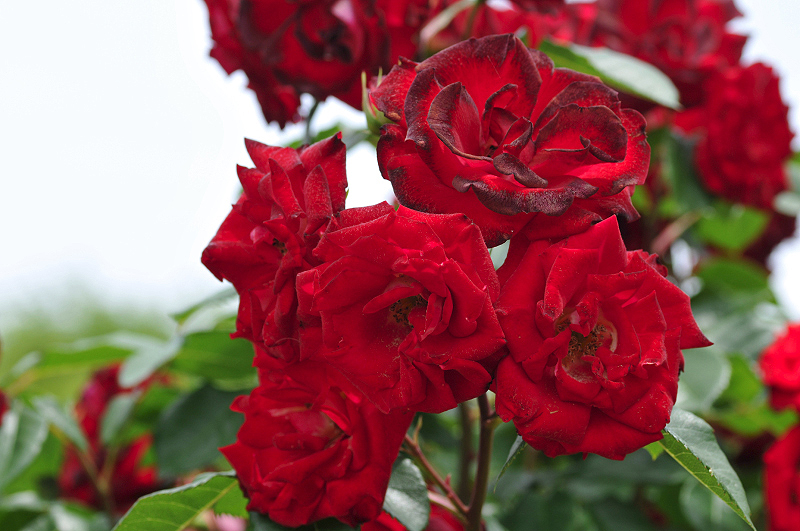 image0145