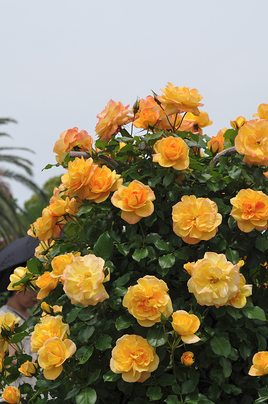 image0158