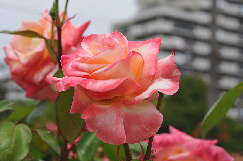 image0164