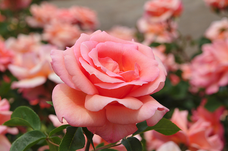 image0176