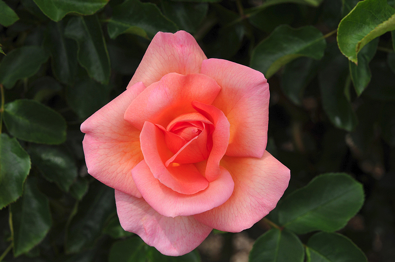 image0179
