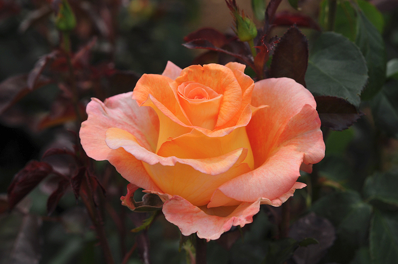 image0180